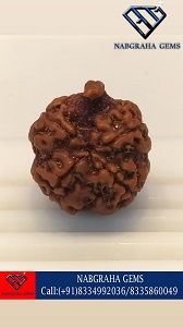 Natural 4 Mukhi/Face Ganesh Rudraksha-NEPALI