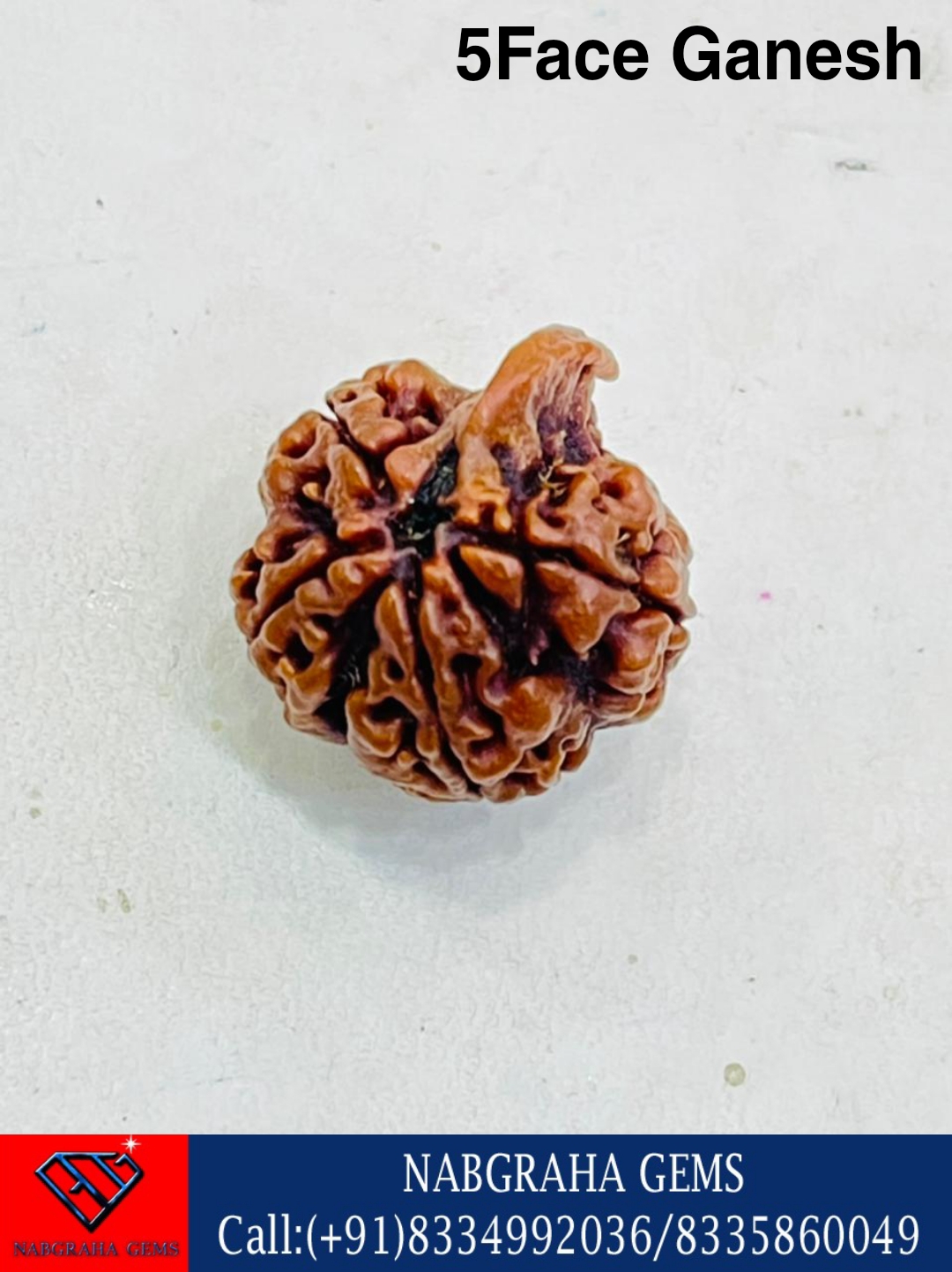 Natural 5 Mukhi/Face Ganesh Rudraksha-NEPALI