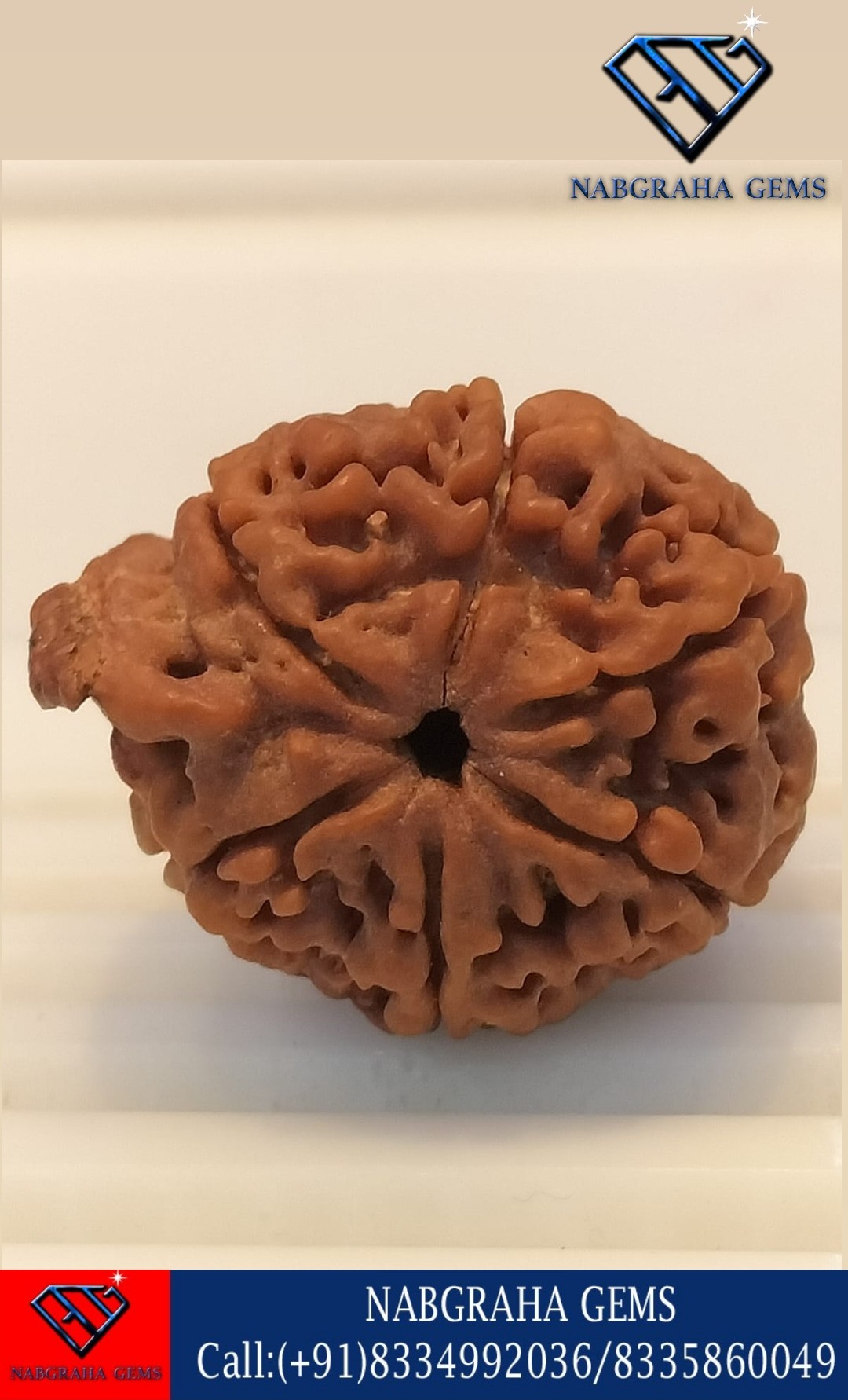  Natural 6 Mukhi/Face Ganesh Rudraksha-NEPALI