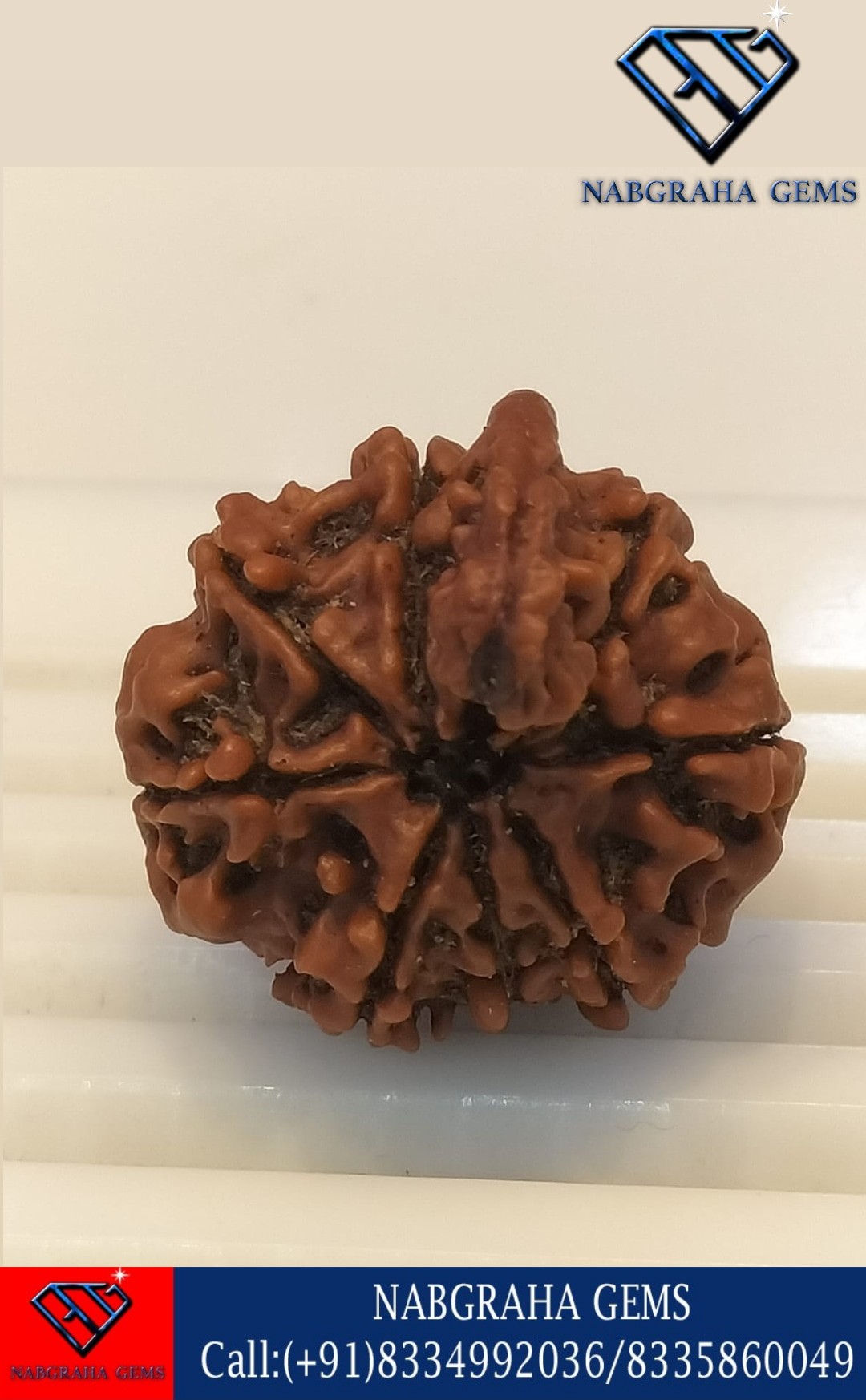 Natural 7 Mukhi/Face Ganesh Rudraksha-NEPALI